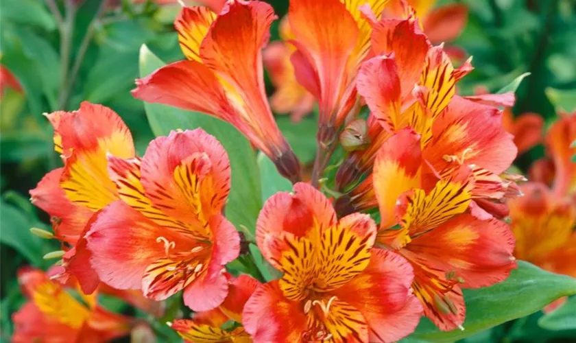 Alstroemeria 'Inca Tropic'®