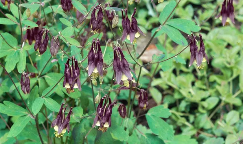 Aquilegia buergeriana 'Calimero'