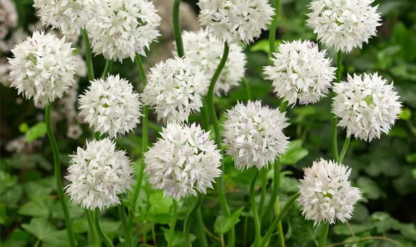 Allium amplectens 'Graceful Beauty'