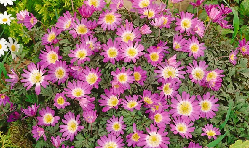 Garten-Strahlen-Windröschen 'Violet Star'