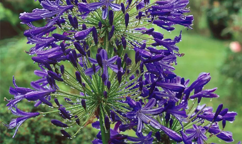 Agapanthus hybride 'Sofie'