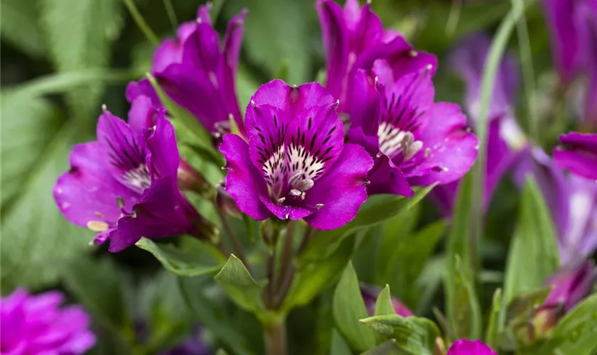 Alstroemeria 'Inticancha® Indigo'