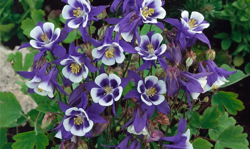 Aquilegia caerulea 'Blue Star'