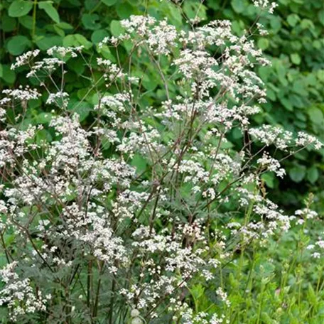 Anthriscus sylvestris 'Ravenswing'