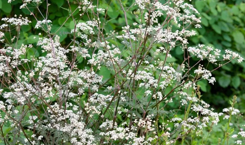 Wiesen-Kerbel 'Ravenswing'