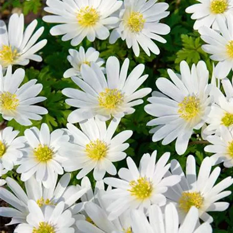 Anemone blanda 'White Splendour'