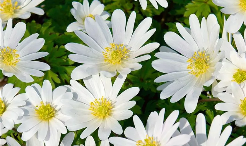 Garten-Strahlen-Windröschen 'White Splendour'