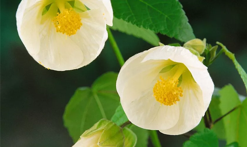 Abutilon 'Boule de Neige'