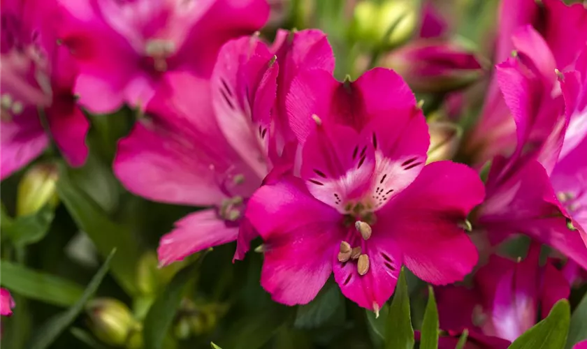 Alstroemeria 'Inticancha® Machu'