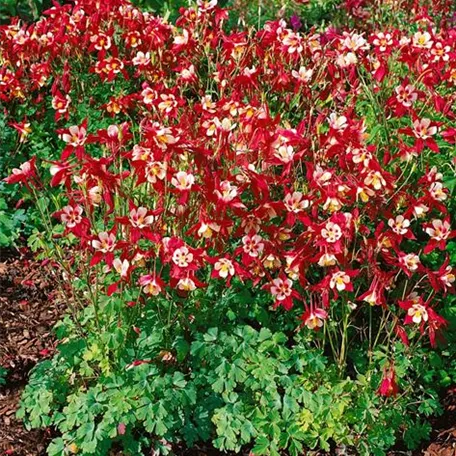 Langspornige Garten-Akelei 'Crimson Star'