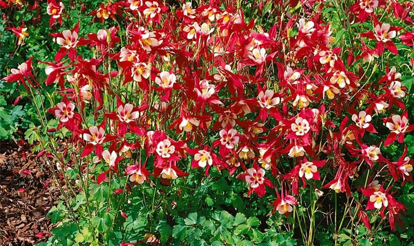 Aquilegia caerulea 'Crimson Star'