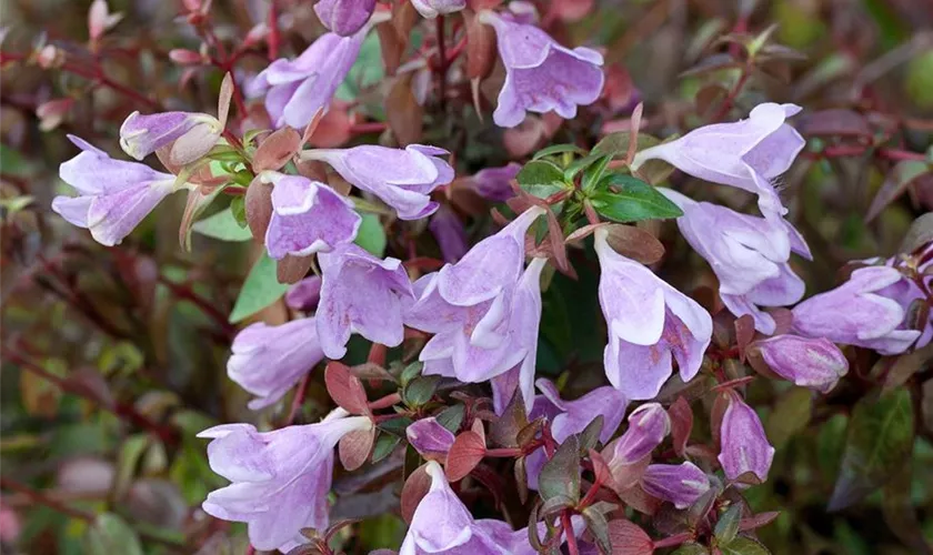 Abelia schumannii 'Bumble Bee'