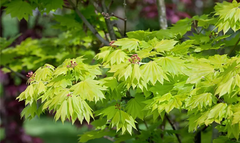 Acer shirasawanum 'Microphyllum'