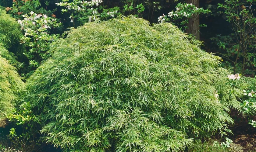 Acer palmatum 'Red Autumn Lace'