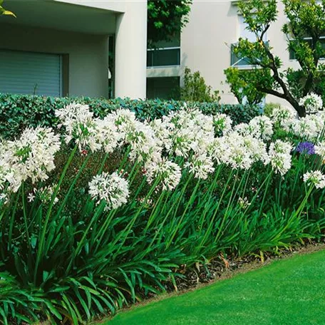 Agapanthus umbellatus 'Albus'