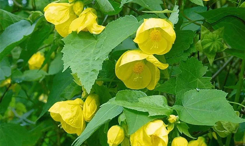 Abutilon 'Canary Bird'