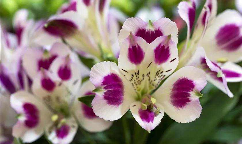 Alstroemeria 'Inticancha® Passion'