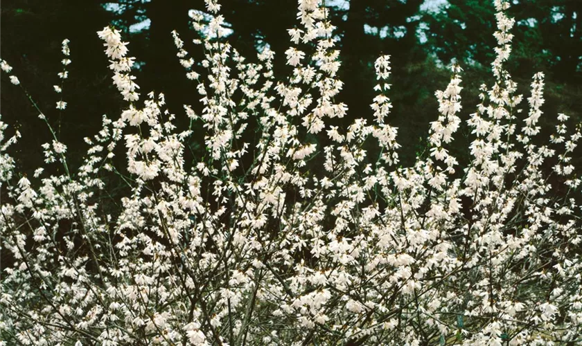 Abeliophyllum distichum 'Roseum'