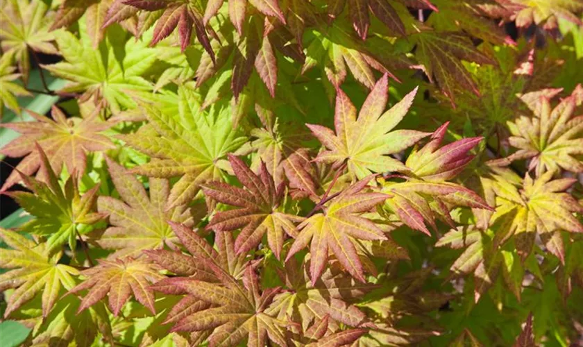 Acer shirasawanum 'Moonrise'