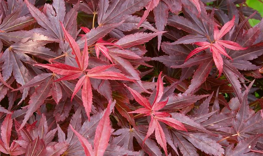 Acer palmatum 'Red Baron'