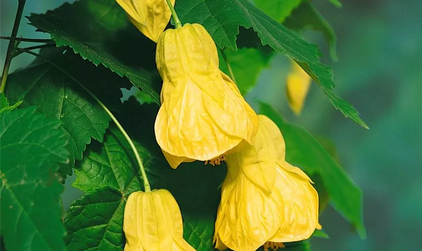 Abutilon 'Cloth of Gold'