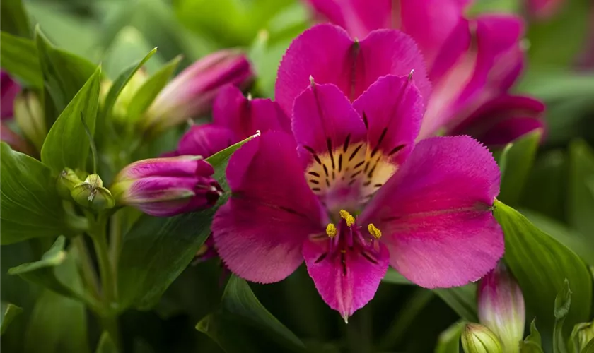 Alstroemeria 'Inticancha® Sunqueen'