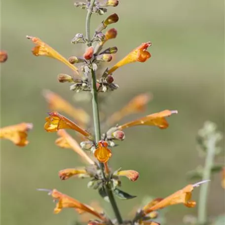 Garten-Duftnessel 'Apricot Sprite'