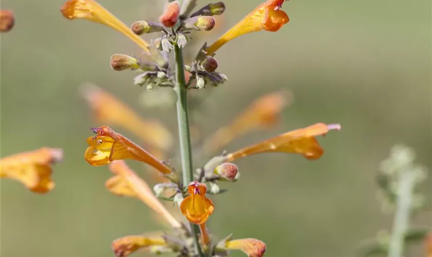 Agastache aurantiaca 'Apricot Sprite'