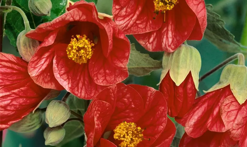 Abutilon 'Feuerglocke'