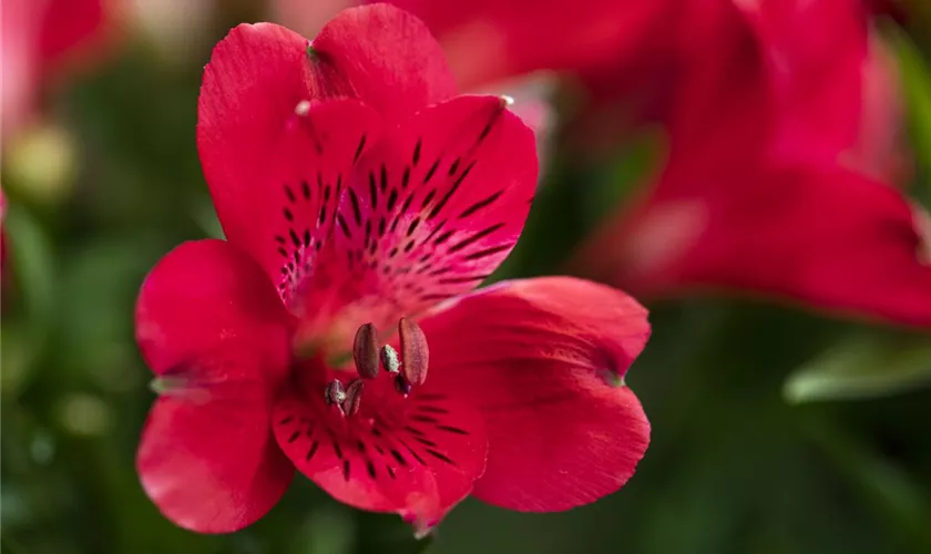 Alstroemeria 'Inticancha® Valentino'