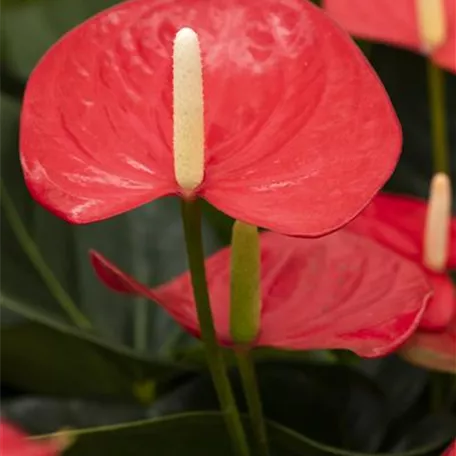 Anthurium 'Mars'