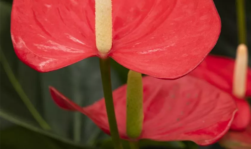 Flamingoblume 'Mars'