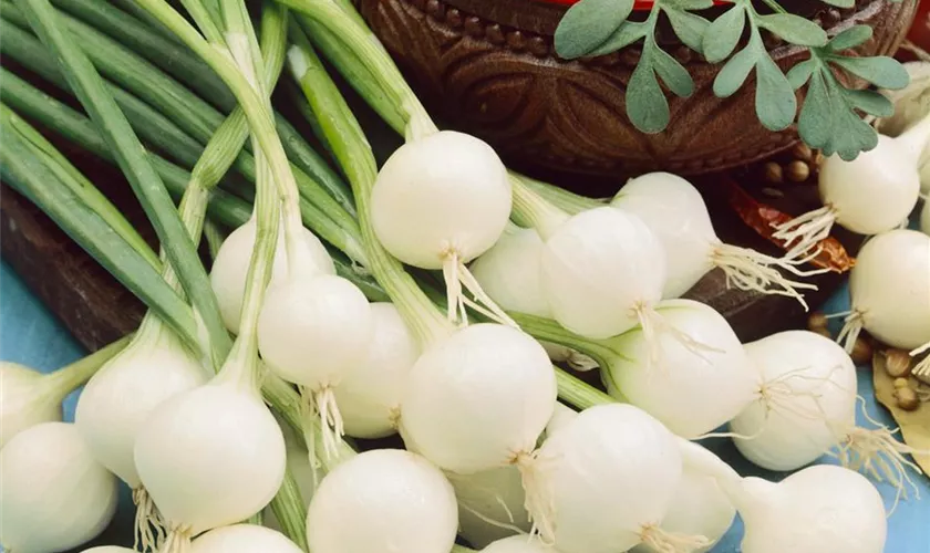 Allium cepa 'De Barletta'