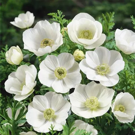 Anemone coronaria 'De Caen The Bride'