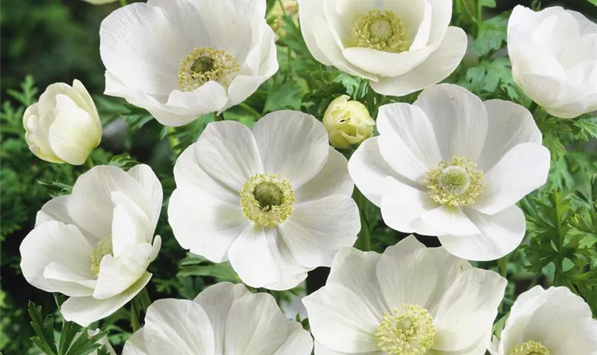 Kronen-Anemone 'De Caen The Bride'