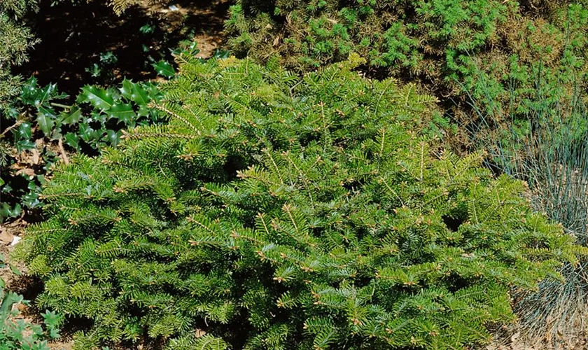 Abies alba 'Compacta'