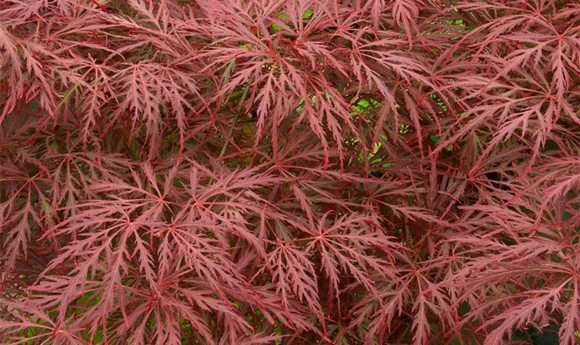 Acer palmatum 'Red Feathers'