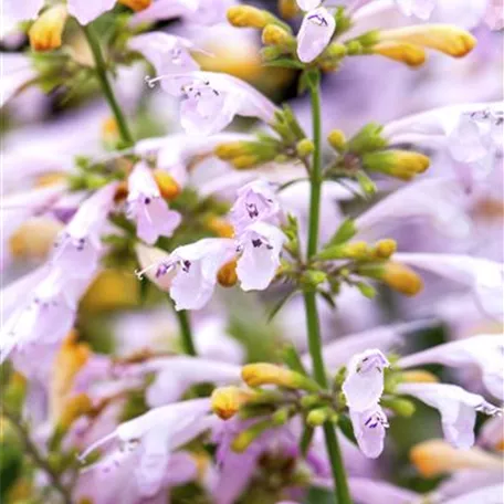 Garten-Duftnessel 'Lavender Martini'