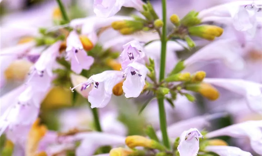 Agastache aurantiaca 'Lavender Martini'