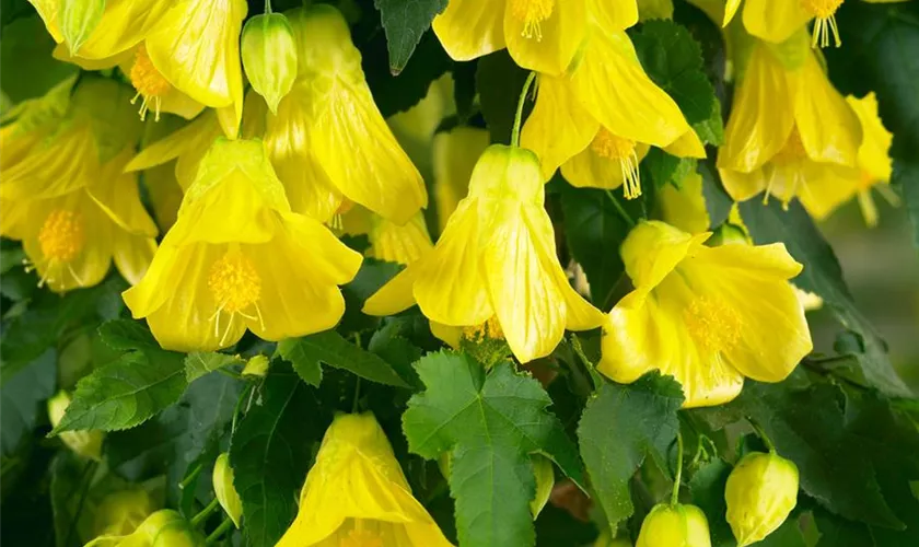 Abutilon 'Patio Yellow', Stamm