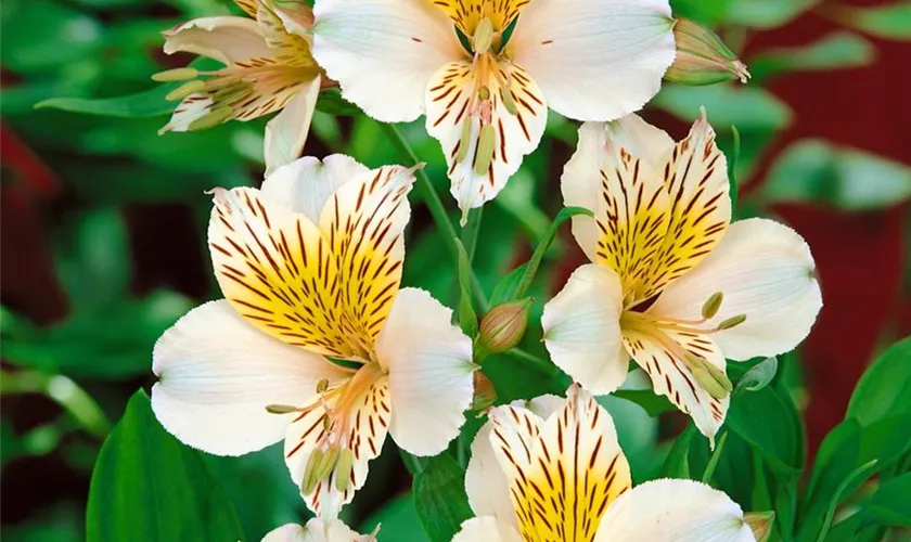 Alstroemeria 'Inticancha® White'