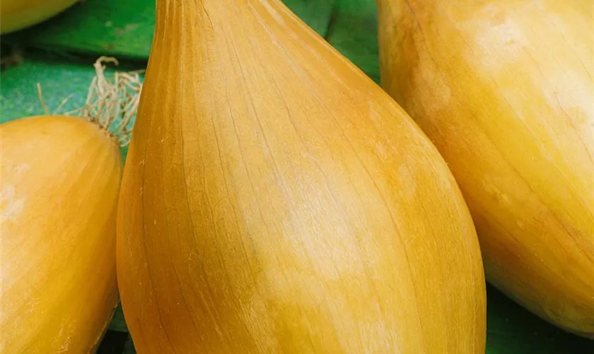 Zwiebel 'Gelbe Birnenförmige'