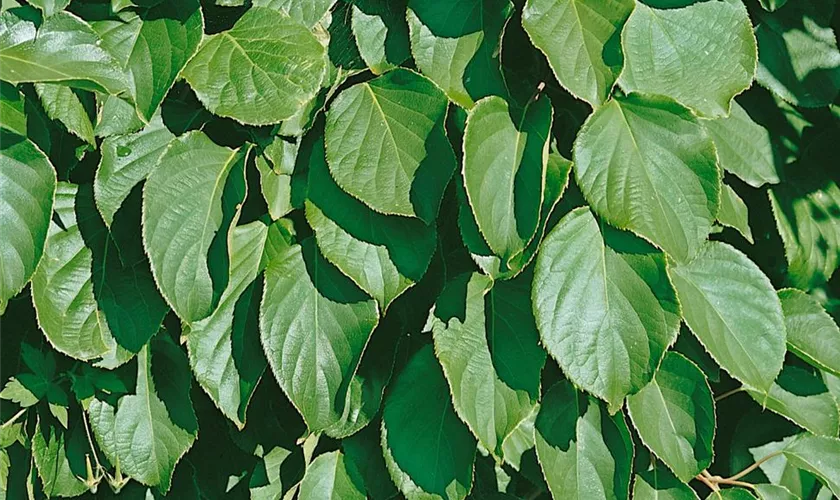 Actinidia arguta, männlich