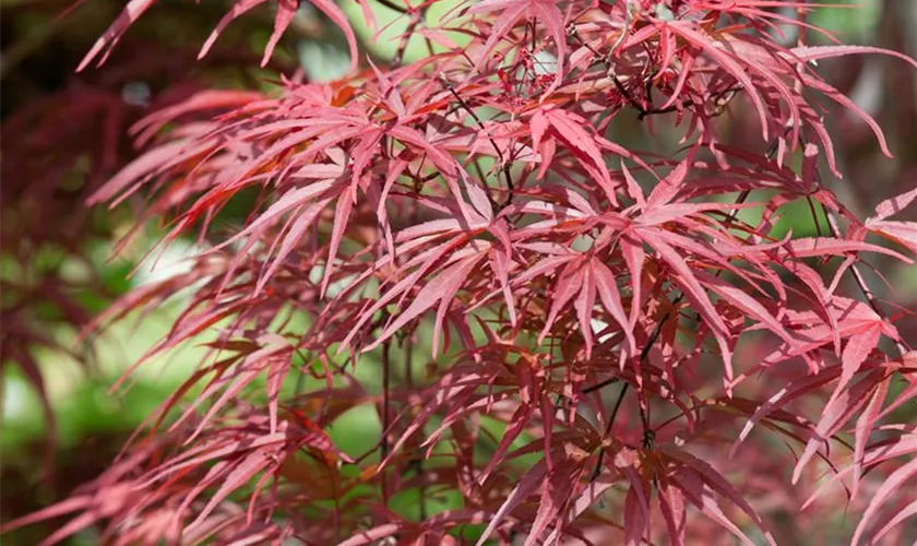 Acer palmatum 'Red Pygmy'