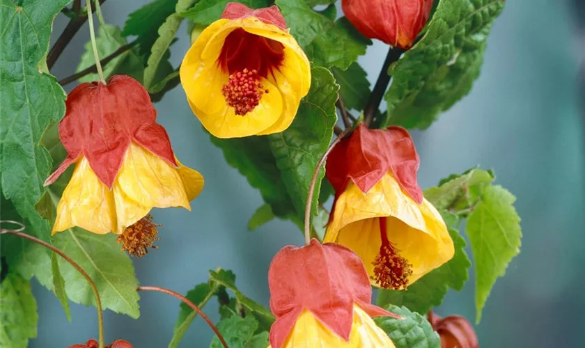 Abutilon 'Kentish Belle'