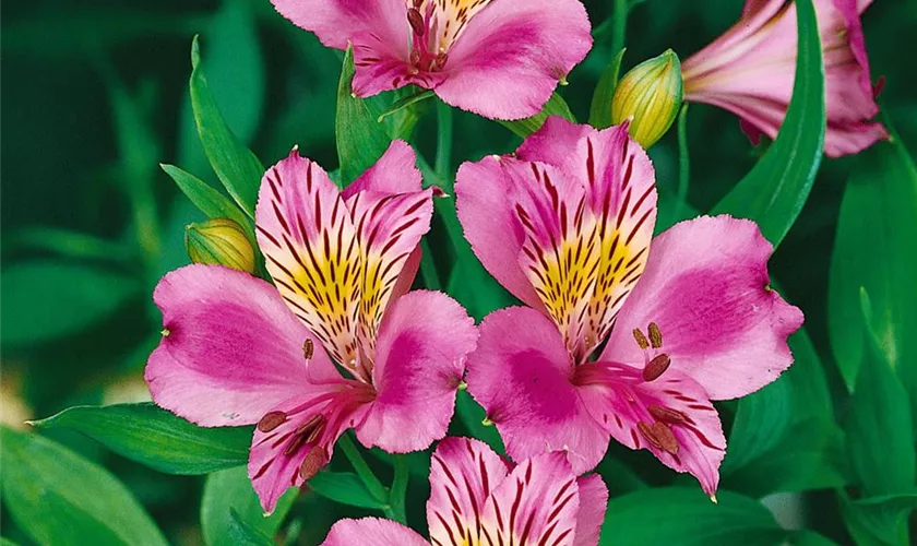 Alstroemeria 'Mauve Majesty'