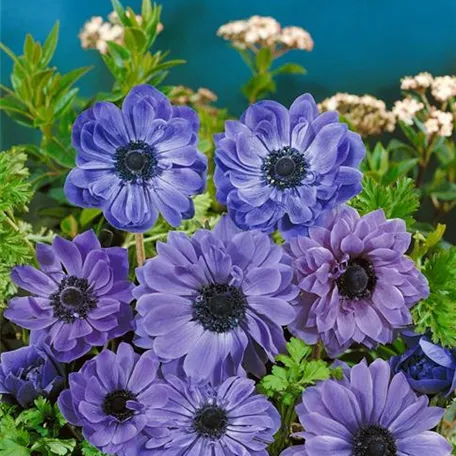 Anemone coronaria 'Lord Lieutenant'