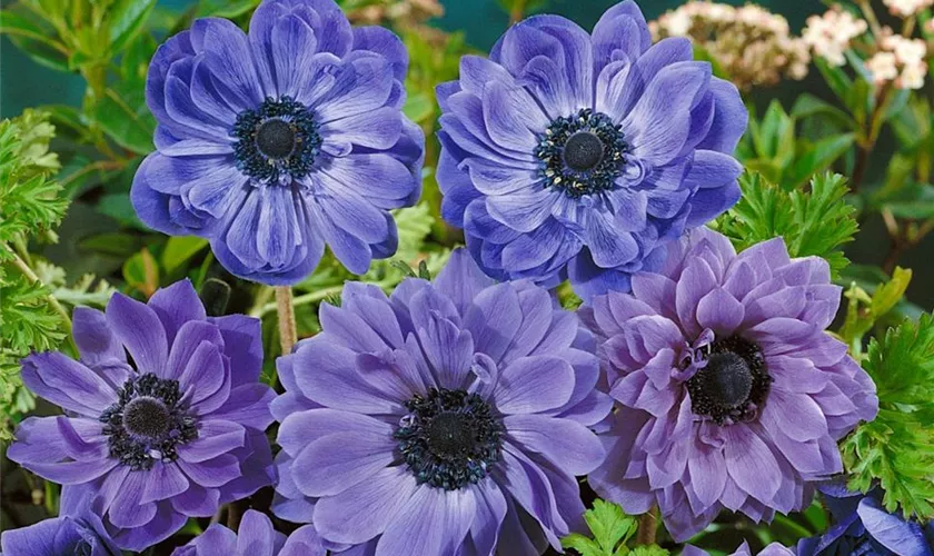 Kronen-Anemone 'Lord Lieutenant'