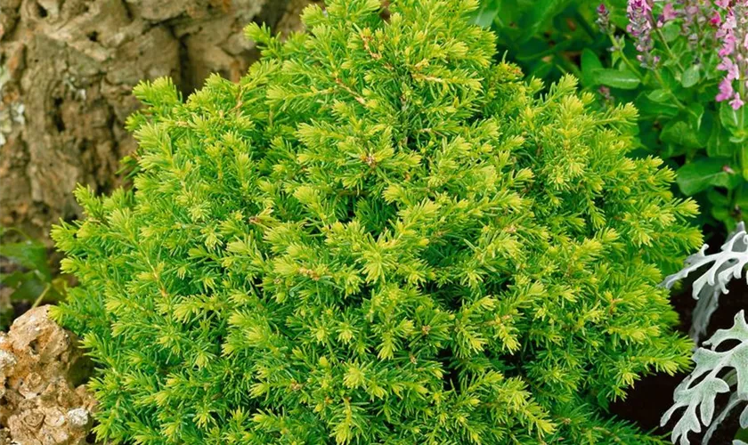 Abies alba 'Green Table'