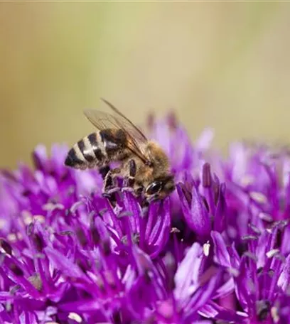 Bienenfreundliche Sommerblumen – ein Büffet für Biene und Co.